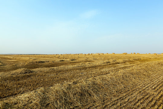 haystacks in a field of straw