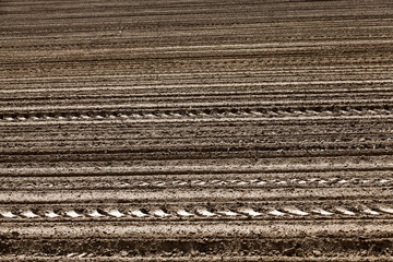 Fototapeta premium plowed land. close-up