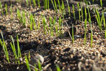 young sprouts of wheat