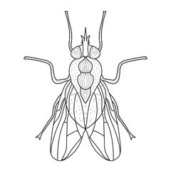 Fly insect sketch, doodle style. Line art. Vector illustration