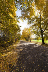 autumn foliage and rural road,