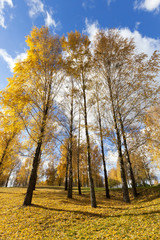 Fototapeta premium birch tree in autumn