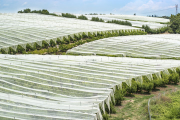 Plastic netting cover to protect agricultural land