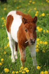 Brown and white pony on a dandelion meadow
