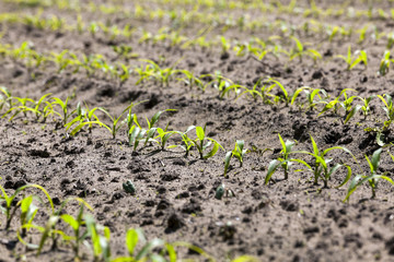 green corn. Spring