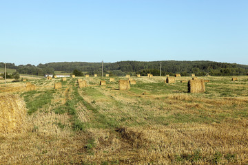 Fototapeta na wymiar haystacks in a field of straw