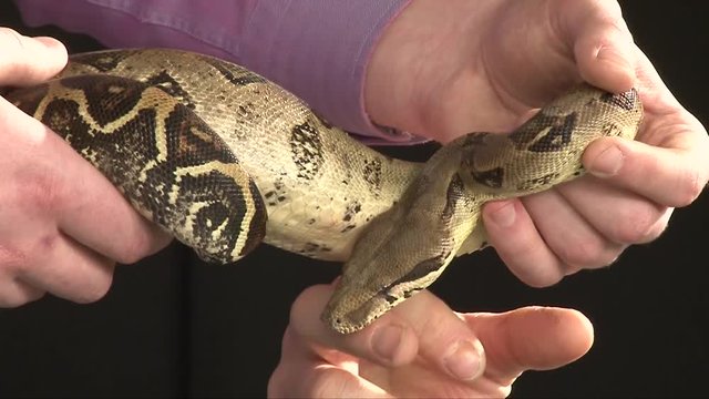 man hold large boa constrictor in hands, other man try to touch boa, black background, studio shot