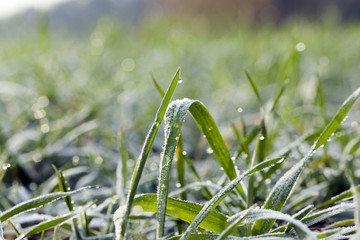 young grass plants, close-up