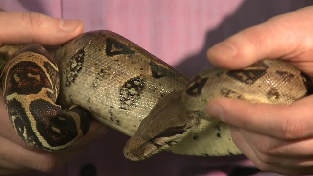 man hold large boa constrictor in hands, other man try to touch boa, black background, studio shot