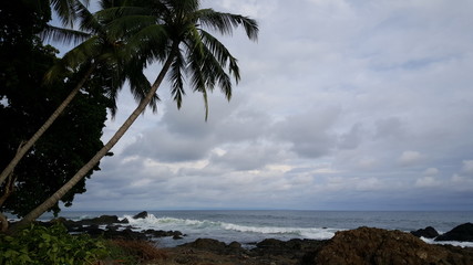 Fototapeta na wymiar Palmtrees at Montezuma Costa Rica