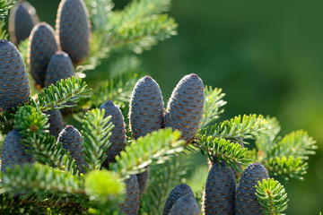 pinecone on fir tree