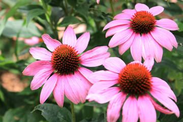 Obraz premium Echinacea ferb flower garden