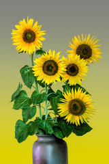 Sonnenblumen mit einer Vase (Helianthus annuus)