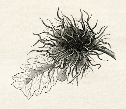 Oak gall on Qurcus pubescens, caused by Cynips caputmedusae (Meyers Lexikon, 7/28, 1895)