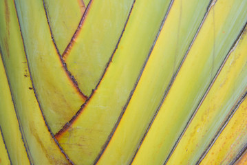 Petiole pattern of banana tree  Green natural background   