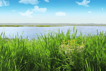 Fototapeta na wymiar Embankment grass near the water on a sunny day