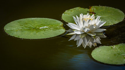 Water lily blossom and reflection with lily pads