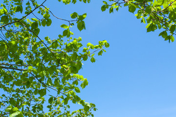 Зеленая листва на голубом небе.