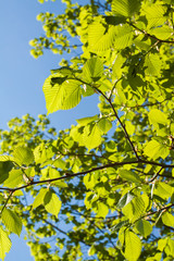 Зеленая листва на голубом небе.