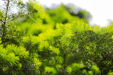 Beautiful pine trees from turkey