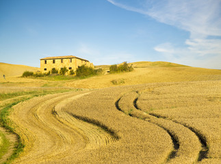 Lato na polach uprawnych,dojrzewające zboże na polu w Toskanii
 - obrazy, fototapety, plakaty