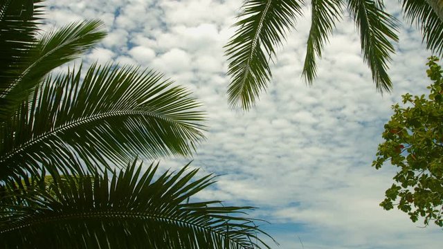 UHD video - Leaves of palm trees against the sky. Exotic tropical view