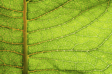 A macro photo of an illuminated Milkweed plant leaf.  I used a backlight to bring out the textures and bright green colors.