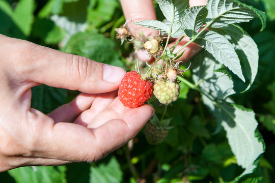 Female hand rips raspberry with branch among the leaves.