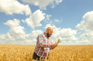 Naklejka na ściany i meble Man holds a ripe wheat . Man hands with wheat. Wheat field against a blue sky. wheat harvest in the field. ripe wheat closeup