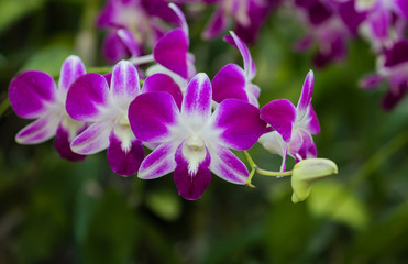 Orchid flower, isolated