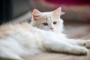 cat lay on the floor , select focus eye