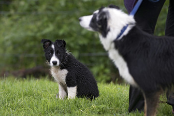 chiot border collie 