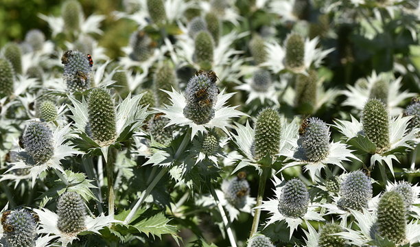 panicaut