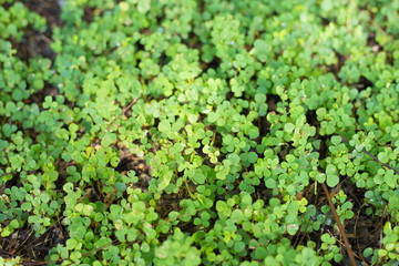 Abstract Background Green Leaf