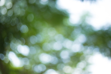 Obraz premium Abstract Green Bokeh Natural Background