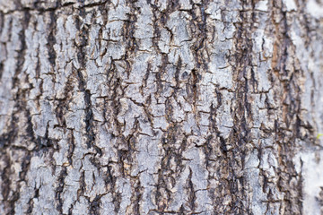 Wood Texture