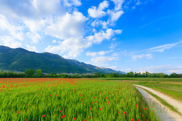 Dirt road trough italian countryside