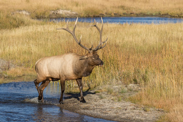 Rutting Bull Elk Crossing a Stream