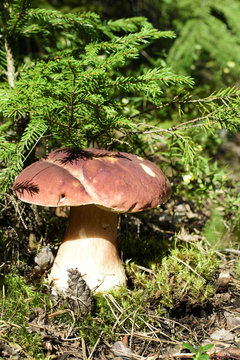 edible mushrooms