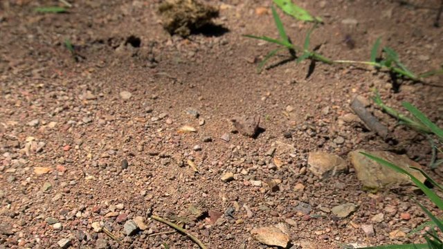 Ants