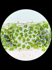 plant cell with chloroplast under microscope