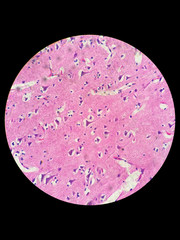 Nerve cells under light microscope