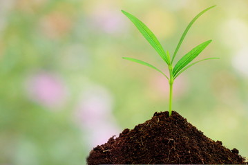 glowing green plant in soil over abstract nature bokeh in pastel tone, idea for hope ,life or future concept background