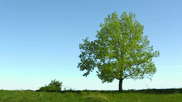 UHD video - Lonely old oak tree in the meadow on sky background