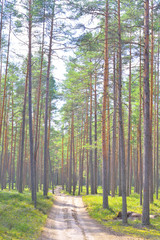 Road in pine tree forest.