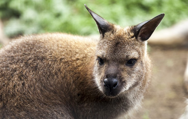 Red-Necked Wallaby.