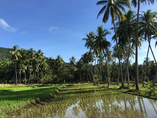 Rice field with palmtrees reflection