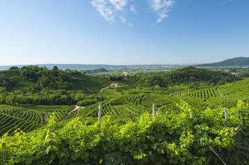 Fototapeta na wymiar View of Prosecco vineyards from Valdobbiadene, Italy during summ