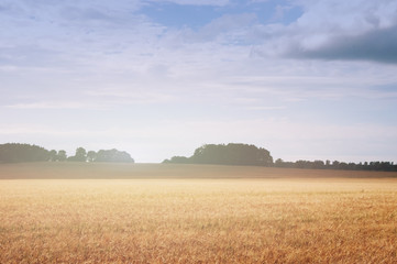 Obraz premium Wheat fields in the middle of the day