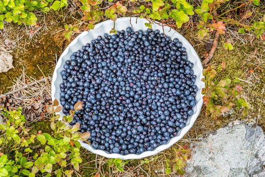 Blueberries on a plate outdoors in bushy vegetation.